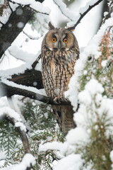 Owl on a branch with snow