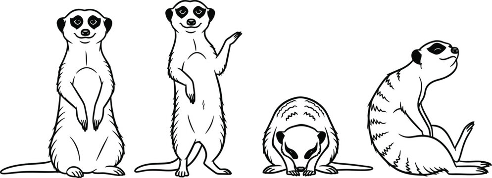 Four meerkats in different poses on a white background