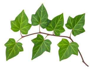 Naklejka premium Ivy Leaves Plant Isolated