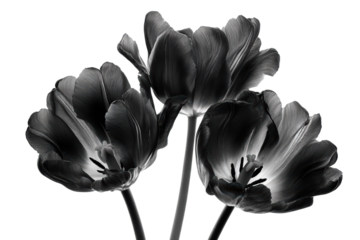 Black and white photograph featuring three tulips in varying stages of bloom, isolated on transparent background