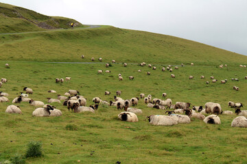 Obraz premium Flock of sheeps resting road along the Camino de Santiago Route Napoléon on a foggy and cloudy day, photographed in July 2024.