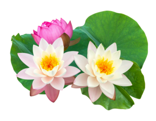 Lotus Flowers and Leaves on Water Isolated on Transparent Background PNG