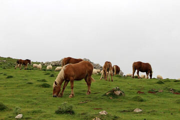 Obraz premium Brown and white horses with long hair in the mountains along the Camino de Santiago Route Napoléon, in July 2024.