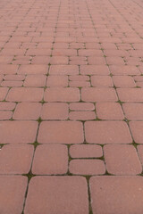 Fototapeta premium Moss in the joints between the paving stones