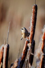 Penduline Tit Perched on Reedmace in Warm Morning Light