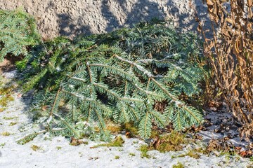 Cold sensitive plants in the winter garden covered with branches as an frost protection.