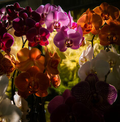 colorfull pink beautiful orchid flowers  in a garden