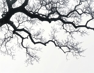 Obraz premium Silhouetted Black Tree Branches Against Bright White Sky View