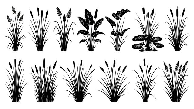 Various aquatic plants and cattails illustrated in black and white against a plain white background