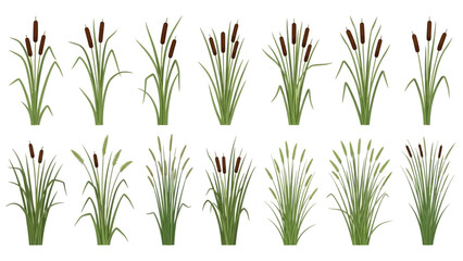 Collection of various cattail plants in different arrangements and heights, digitally illustrated.