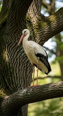 Stork on Tree Branch.