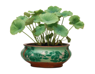 A round red clay pot with green glaze and lotus flower motif filled with lush green lotus leaves isolated on a transparent background