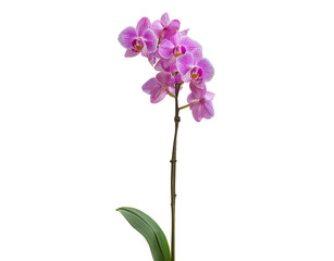 A delicate stem of pink and white phalaenopsis orchid flowers with a single green leaf isolated on a transparent background