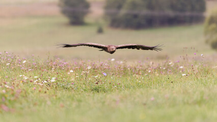 Steinadler im Anflug &uuml;ber einer bl&uuml;henden Wiese