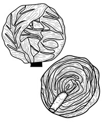 sketch of cabbage