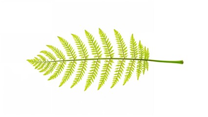 Fern leaf with detailed green fronds isolated on white background.