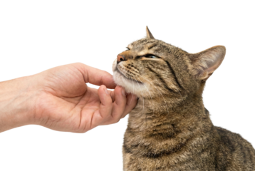 Cat being scratched by human hand