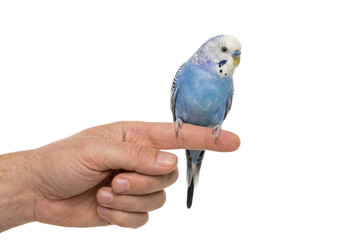 Budgerigar perched on human finger