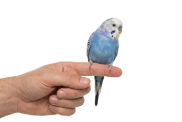 Budgerigar perched on human finger