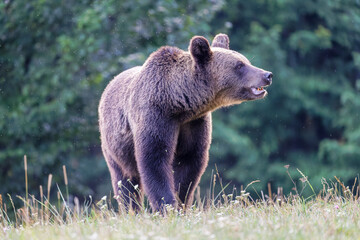 Braunb&auml;r kommt aus einem Wald in Rum&auml;nien
