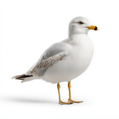 Obraz premium Realistic Seagull Standing Isolated on White Background, Coastal Wildlife Bird Concept for Nature, Marine Life and Environmental Design
