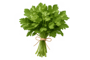 Fresh green parsley bunch tied with twine, a culinary herb ingredient for healthy cooking and food flavoring