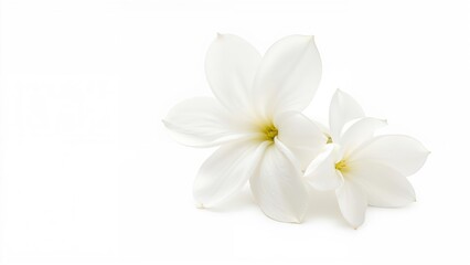 Obraz premium White flower with delicate petals on a plain background.