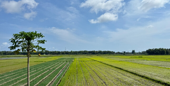 Beautiful landscape of rice fields in the countryside in Indonesia