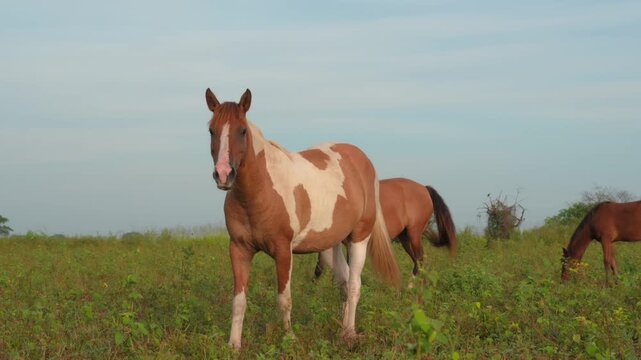 Caballo de pelaje pinto pastando en campo abierto durante el amanecer