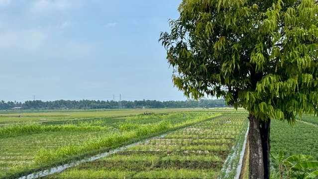 Beautiful landscape of rice fields in the countryside in Indonesia