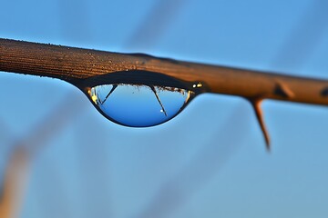 Water drop reflecting sky and branch on thorny twig high resolution image