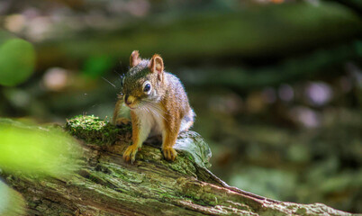 Obraz premium American red squirrel sitting on mossy log in forest