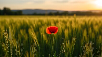Single Red Poppy Flower in Green Field Under Warm Golden Sunlight