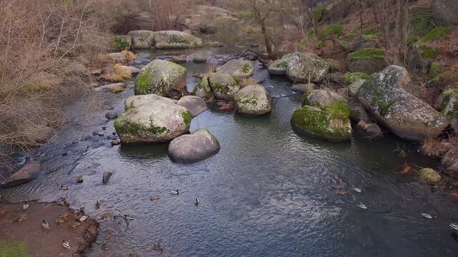 River with clear blue-gray water flowing between large mossy granite. Uzh river, Korosten, Ukraine.
