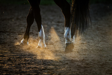 Kopyta galopującego konia wzbijające kurz na piaszczystym podłożu, dynamiczne ujęcie ruchu.