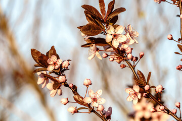 Delikatne, jasnoróżowe kwiaty drzewa owocowego (prawdopodobnie śliwy wiśniowej) z ciemnoczerwonymi liśćmi, uchwycone na rozmytym tle w ciepłym, wiosennym świetle. © Henryk Niestrój