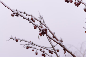 branches covered with snow with small red apples