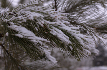 pine branches covered with snow and ice