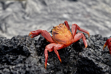 vibrant Sally Lightfoot crab (Grapsus grapsus), one of the most iconic and photogenic species on Isabela Island and throughout the Galápagos. Known for their brilliant red and orange shells that contr