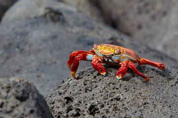 vibrant Sally Lightfoot crab (Grapsus grapsus), one of the most iconic and photogenic species on Isabela Island and throughout the Galápagos. Known for their brilliant red and orange shells that contr © Beto Santillan