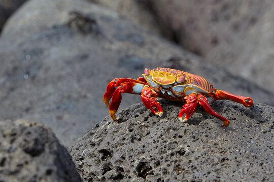 vibrant Sally Lightfoot crab (Grapsus grapsus), one of the most iconic and photogenic species on Isabela Island and throughout the Gal&aacute;pagos. Known for their brilliant red and orange shells that contr