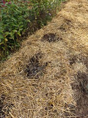 Straw and bee mulch on a garden bed.
