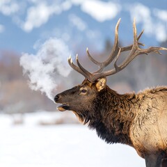 A wild brown stag with large antlers stands in the snowy winter forest, a majestic bull elk representing nature and wildlife in the cold season