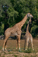 Obraz premium Young Thornicroft giraffe (Giraffa camelopardalis thornicrofti) stretches up to an adult in South Luangwa National Park, Zambia
