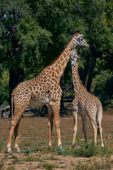 Obraz premium Young Thornicroft giraffe (Giraffa camelopardalis thornicrofti) stretches up to an adult in South Luangwa National Park, Zambia