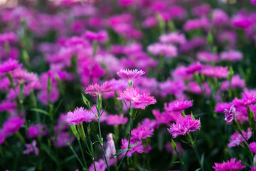 Fototapeta premium Field of Vibrant Pink Dianthus Flowers in Full Bloom