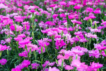 Field of Vibrant Pink Dianthus Flowers in Full Bloom