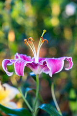 Obraz premium Close-up of Pink Oriental Lily Flower with Water Drops in Garden