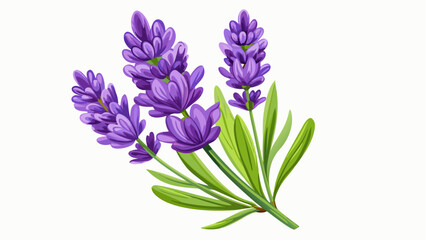 Obraz premium Very beautiful lavender flower isolated on a white background, highlighting fresh purple petals and natural elegance, ideal for botanical projects, product packaging, and clean floral compositions.
