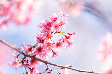 Obraz premium Pink Wild Himalayan Cherry Blossom Blooming against Clear Blue Sky